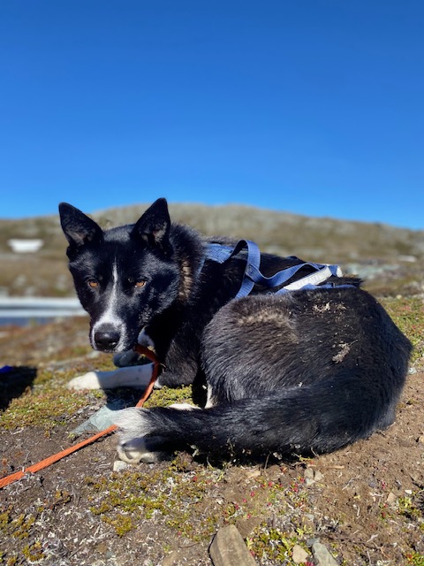 Emil ligger og hviler i trekksele på fjellet